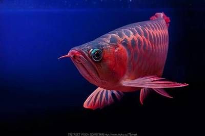 紅龍魚光照過強的后果：紅龍魚光照過強對紅龍魚的影響