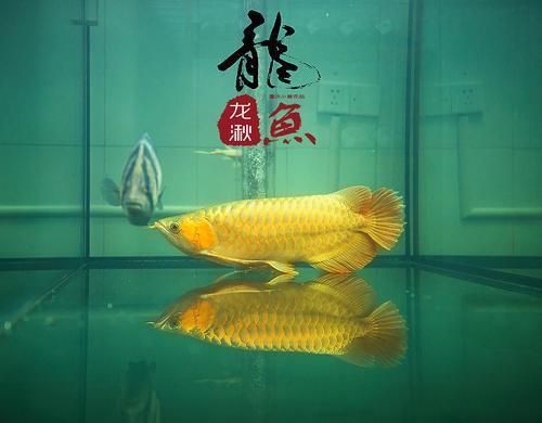 魚池養龍魚：關于魚池養龍魚的注意事項
