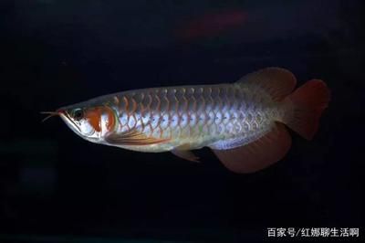 龍魚分布（龍魚的主要分布范圍及其地理特點(diǎn)）