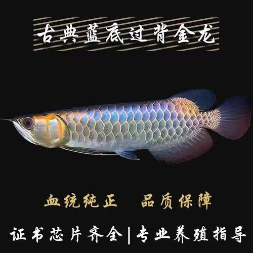 藍底龍魚的價格是多少？
