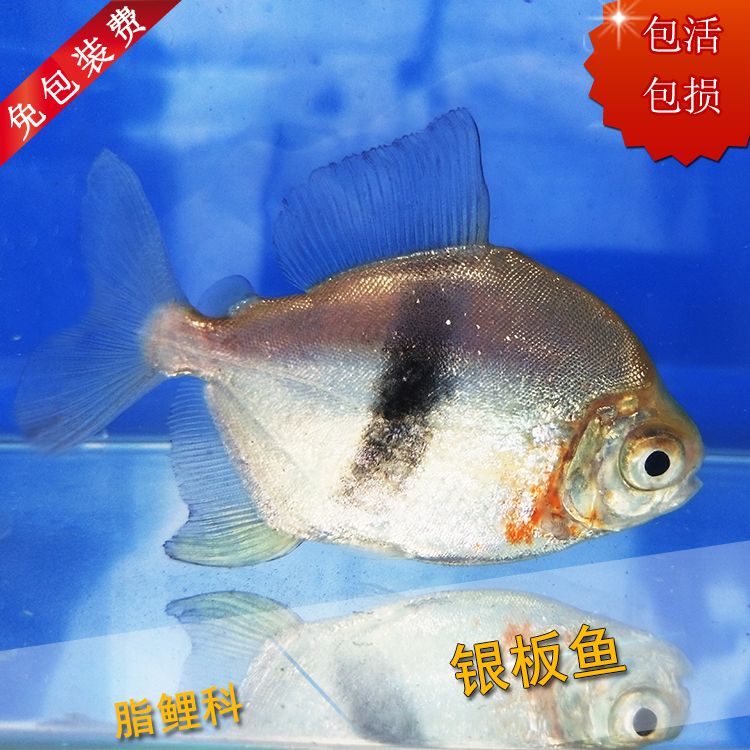 虎紋銀板魚和龍魚混養視頻