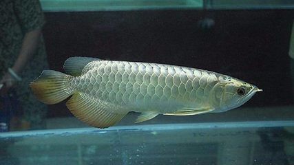 龍魚里最貴的是哪種魚，雪龍魚、血紅龍魚、金龍魚、金龍魚等都是龍魚中最貴的品種 龍魚里最貴的是哪種魚，雪龍魚、血紅龍魚、金龍魚、金龍魚等都是龍魚中最貴的品種 龍魚百科 第3張