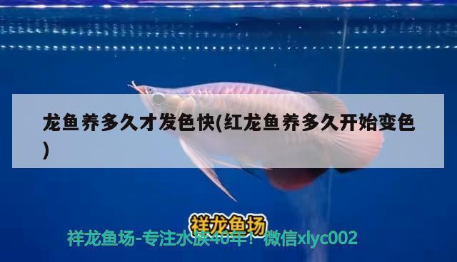 合浦縣嘉榕城觀賞魚經營店
