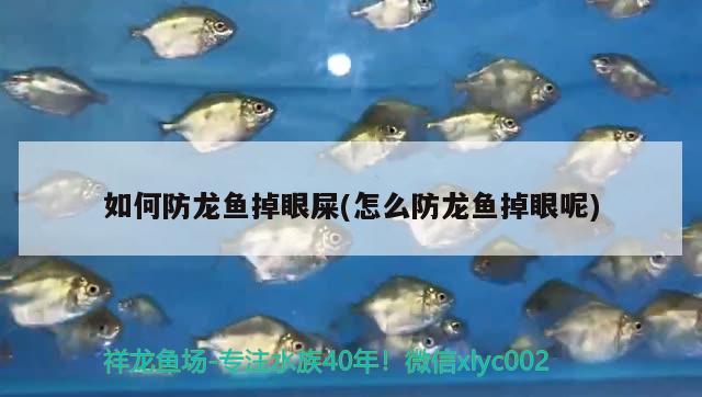合浦縣嘉榕城觀賞魚經營店