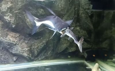 七臺河市桃山區魚興大發觀賞水族總匯（七臺河魚館）