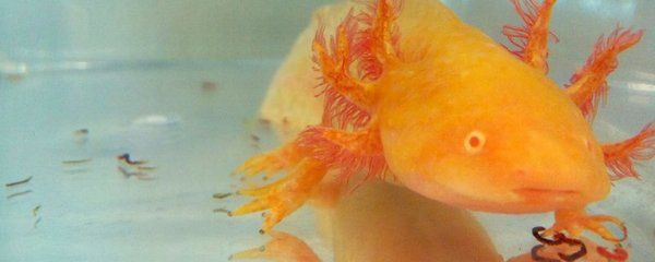 秒懂百科六角龍魚（六角龍魚的繁殖方式） 秒懂百科六角龍魚（六角龍魚的繁殖方式） 龍魚百科 第3張