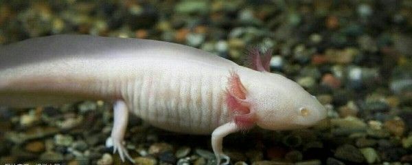 秒懂百科六角龍魚（六角龍魚的繁殖方式） 秒懂百科六角龍魚（六角龍魚的繁殖方式） 龍魚百科 第2張