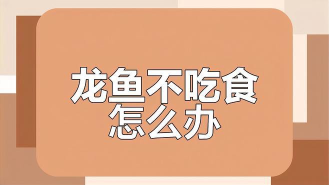 金龍魚不吃飯怎么辦視頻 金龍魚不吃飯怎么辦視頻 龍魚百科