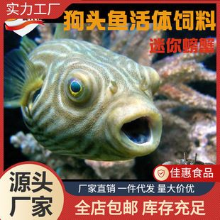 狗頭魚飼料品牌推薦：關(guān)于狗頭魚飼料品牌推薦