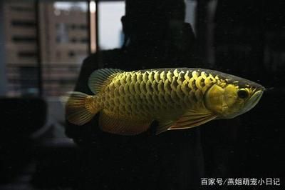 如何挑選龍魚品種圖解說明：如何挑選適合自己的龍魚品種紅龍魚與金龍魚飼養(yǎng)區(qū)別