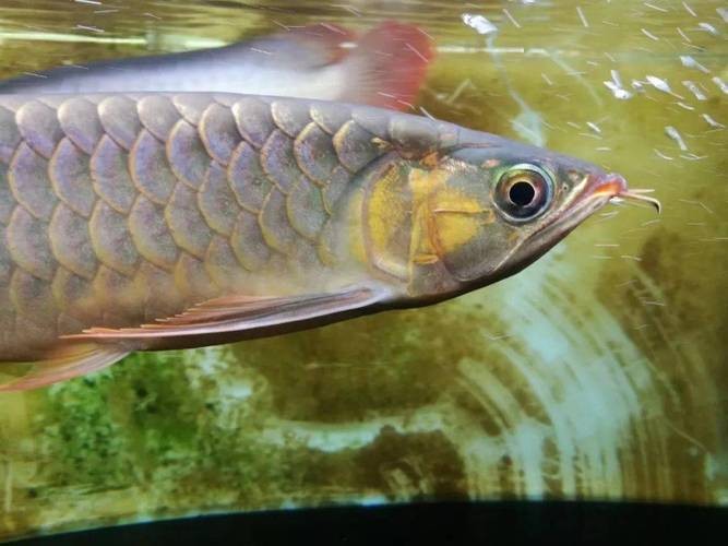 龍魚翹嘴和兜嘴一樣嗎圖片對比