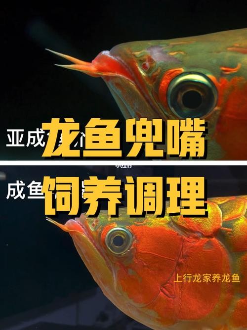 龍魚翹嘴和兜嘴一樣嗎圖片對比
