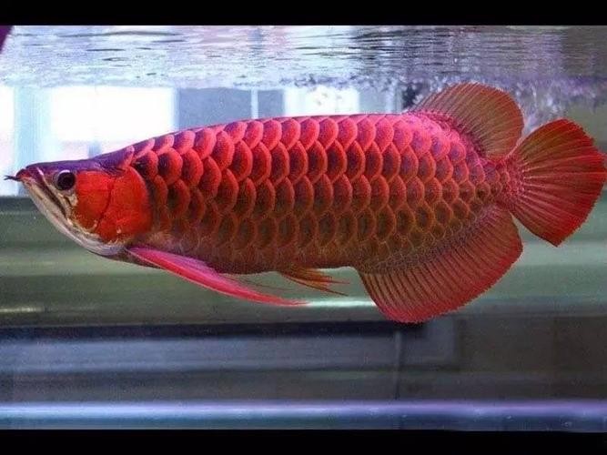 龍魚翹嘴和兜嘴一樣嗎圖片對比