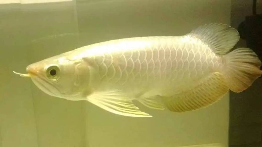 龍魚翹嘴和兜嘴一樣嗎圖片對比