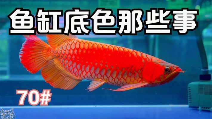 龍魚缸用什么顏色的背景墻好看：養龍魚缸背景墻選擇對于營造整體的裝飾效果至關重要