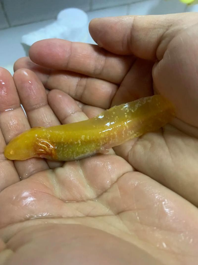 六角小龍魚圖片欣賞