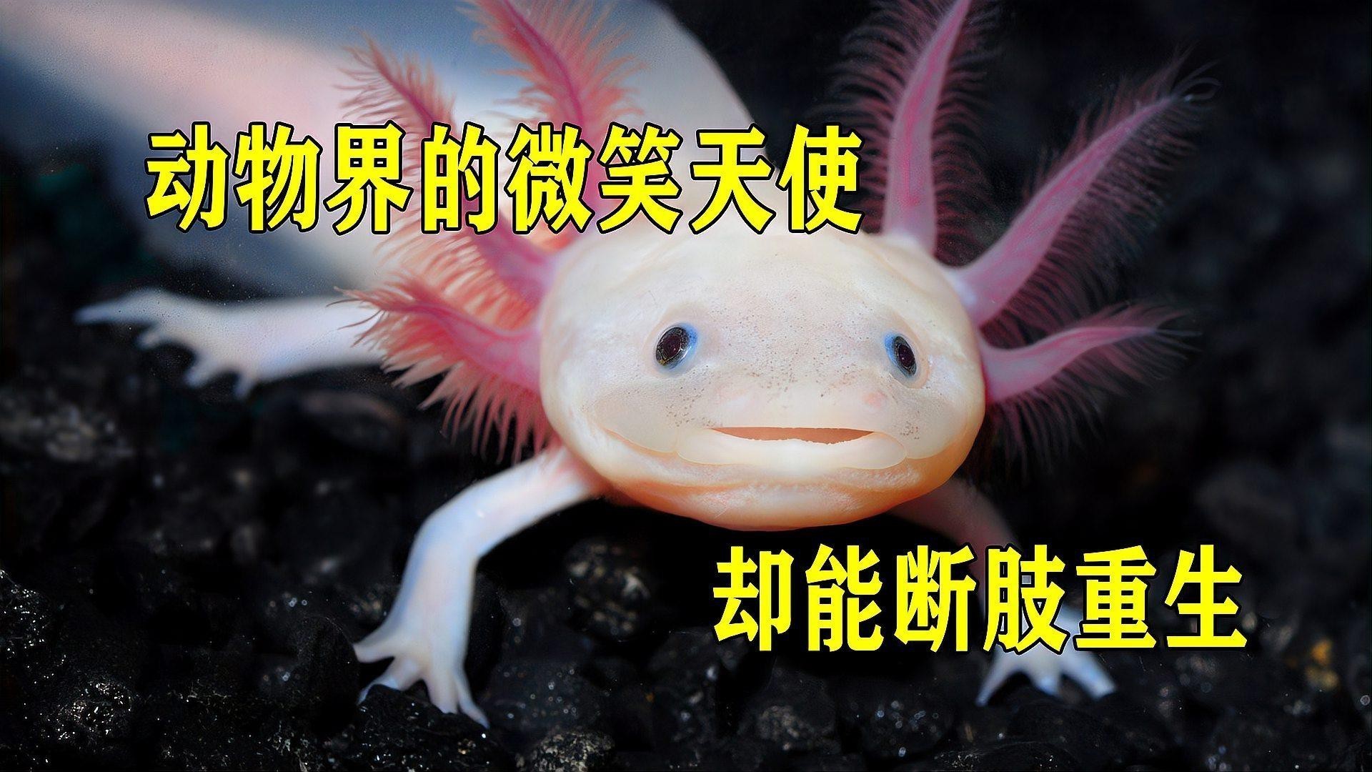 六角小龍魚圖片欣賞