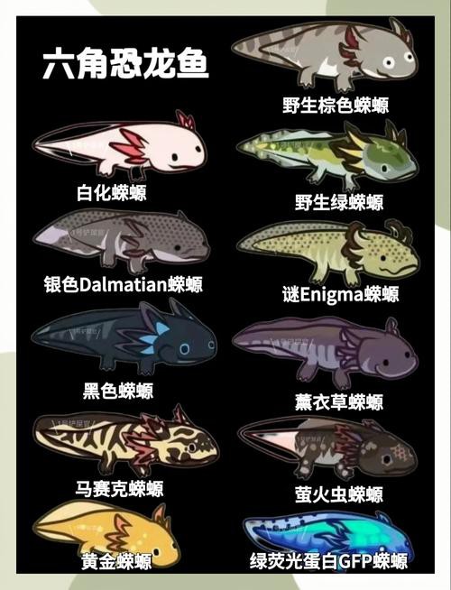 六角小龍魚圖片欣賞