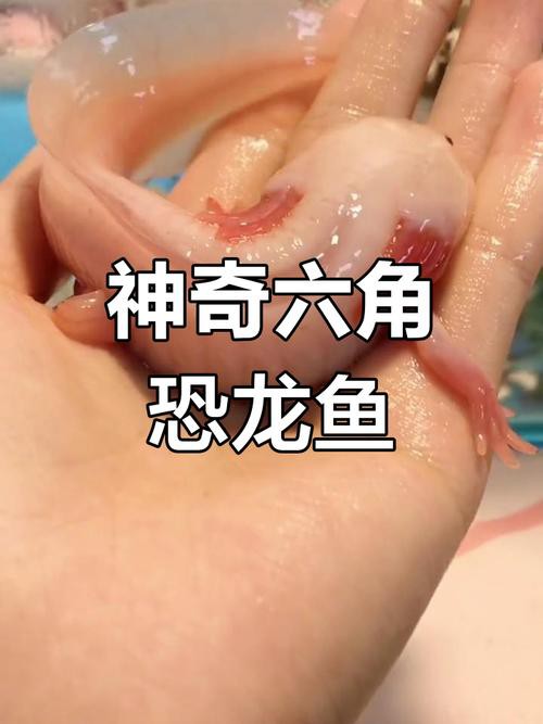 六角小龍魚圖片欣賞