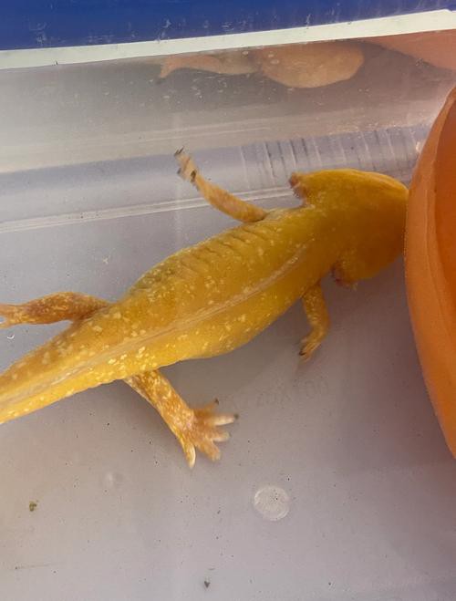 六角小龍魚圖片欣賞