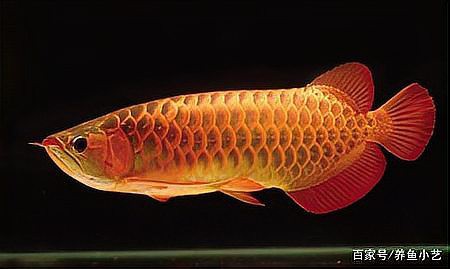 金龍魚(yú)掉尾怎么辦