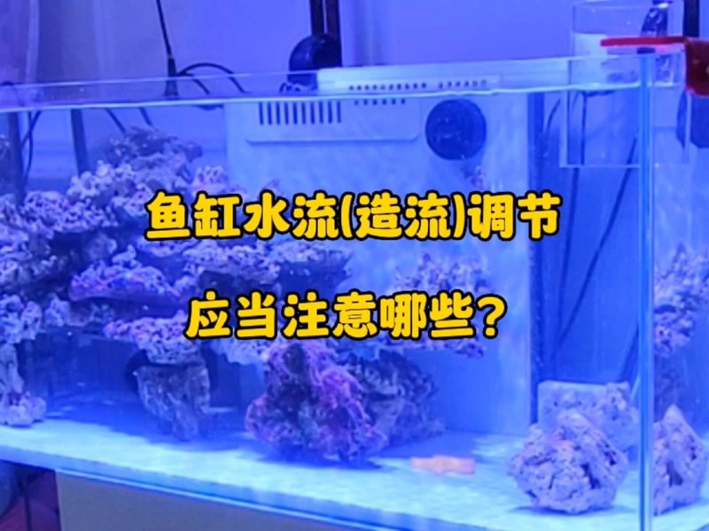 金龍魚(yú)掉尾怎么辦