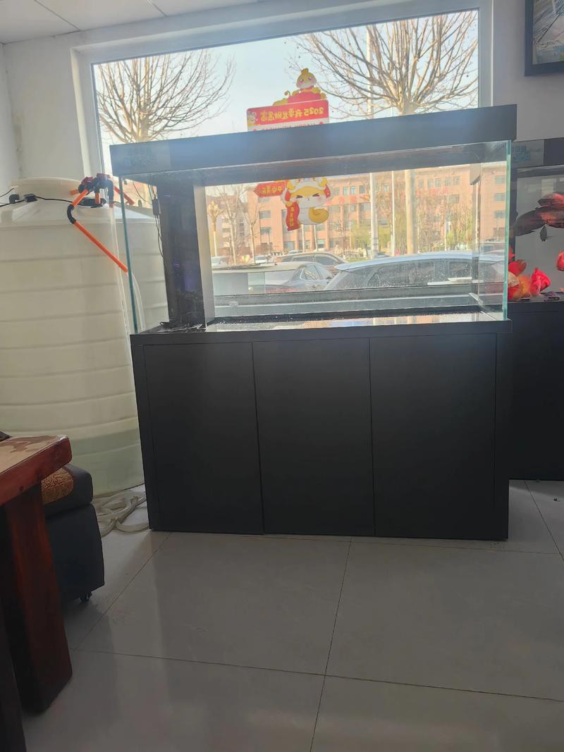 金龍魚(yú)掉尾怎么辦