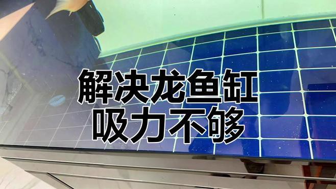 金龍魚(yú)掉尾怎么辦