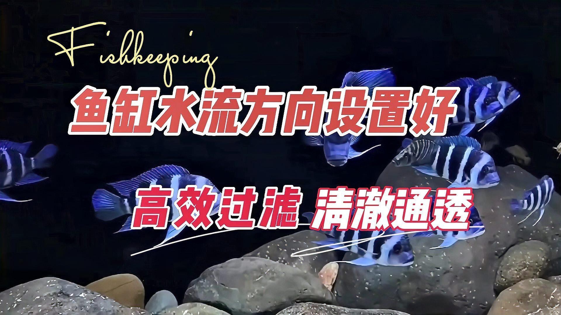 金龍魚(yú)掉尾怎么辦