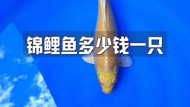 錦鯉價格多少錢一條 錦鯉價格多少錢一條 龍魚百科 第3張