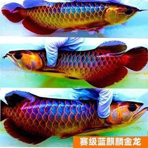 賽級紅龍魚批發：中國最早一批做進口龍魚的公司