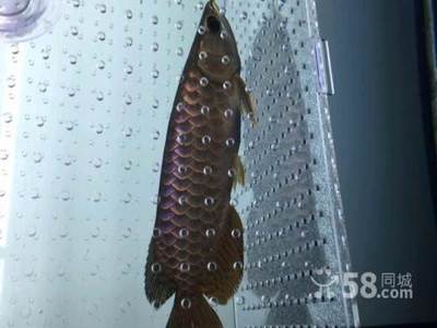 漳州投資區角美開心水族館 漳州投資區角美開心水族館 全國水族館企業名錄