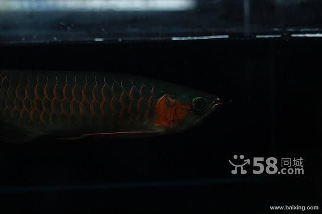 龍魚是可以回收的，但是回收的價格和方式都會受到影響：龍魚可以回收嗎？