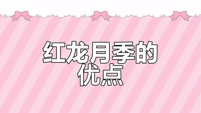 如何為紅龍月季提供充足的陽光？