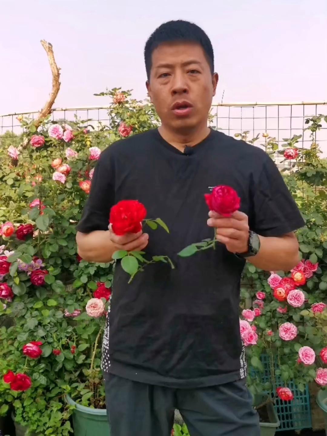 如何為紅龍月季提供充足的陽光？