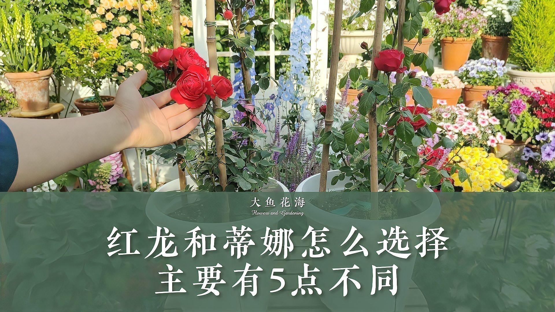 如何為紅龍月季提供充足的陽光？