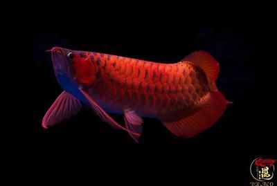 龍魚兜嘴是一種風水嗎：龍魚兜嘴在風水中的應用