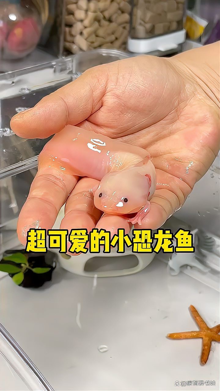 恐龍魚是不是熱帶魚類