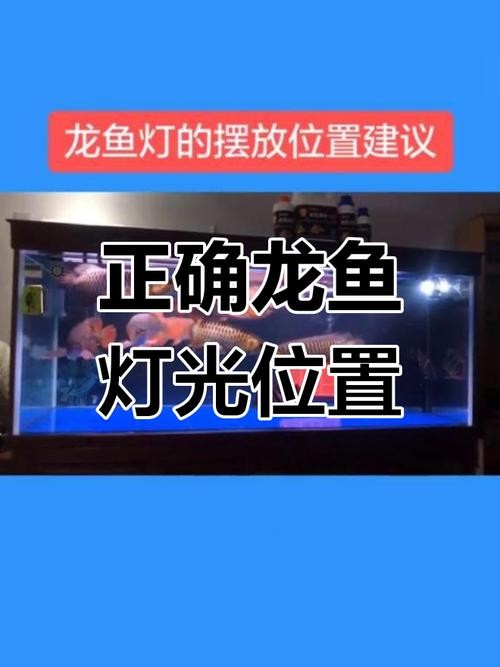 龍魚燈光擺放位置圖片欣賞講解