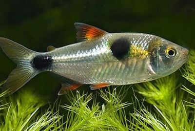 馬克土司和龍魚混養：馬克土司和龍魚混養的常見問題在飼養馬克土司魚時需要注意以下幾點