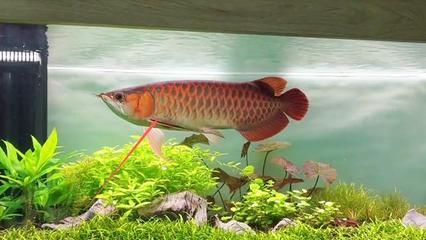 馬克土司和龍魚混養：馬克土司和龍魚混養的常見問題在飼養馬克土司魚時需要注意以下幾點