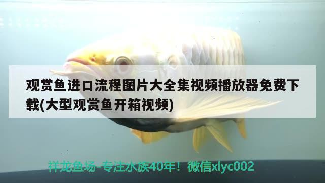 喀左縣大城子鎮鸚鴿燕鵡寵物店