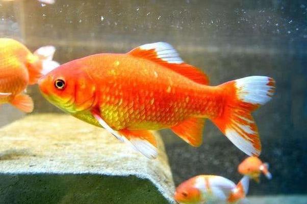 城陽區川流不息水族館（城陽區川流不息水族館電話） 城陽區川流不息水族館（城陽區川流不息水族館電話） 全國水族館企業名錄