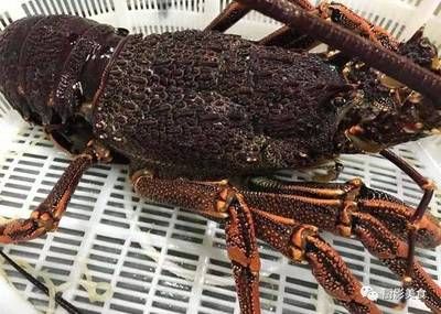 澳龍價格多少錢一只：如何挑選澳洲龍蝦 澳龍價格多少錢一只：如何挑選澳洲龍蝦 龍魚百科 第3張