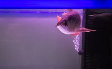 喂龍魚的小魚怎么養好：喂養龍魚的小魚需要注意以下幾個方面