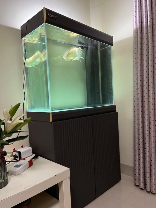 有沒有更多高清龍魚缸壁紙款式