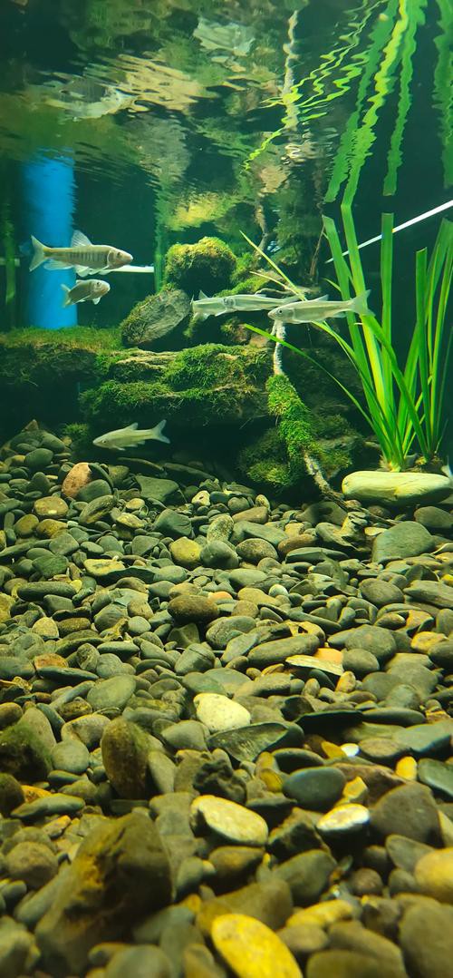 有沒有更多高清龍魚缸壁紙款式