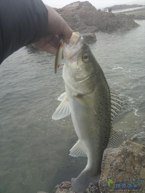 天山雪龍魚是什么魚種圖片