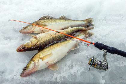 天山雪龍魚是什么魚種圖片
