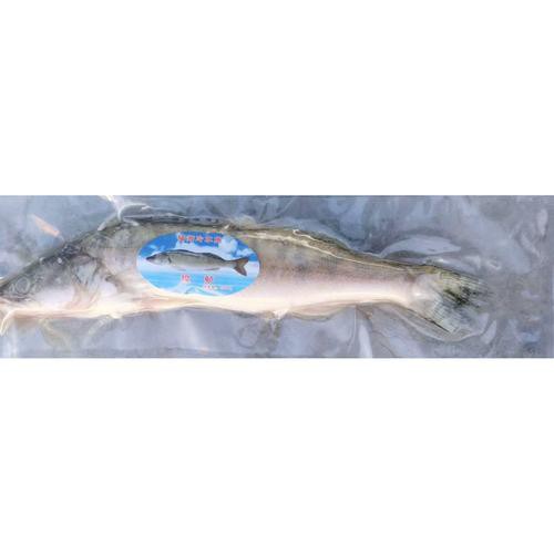 天山雪龍魚是什么魚種圖片